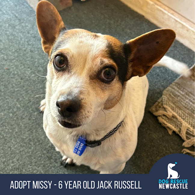 Photo of Missy   6 Year Old Jack Russell Terrier (Trial)