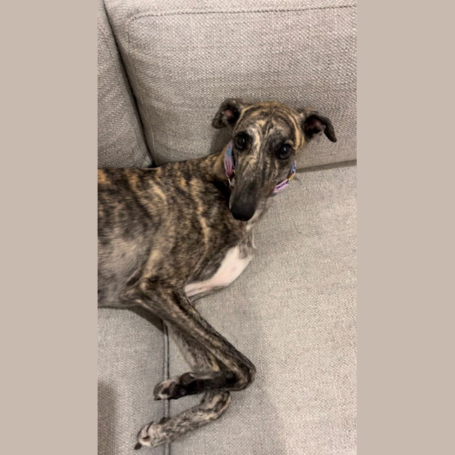 Photo of Roxy