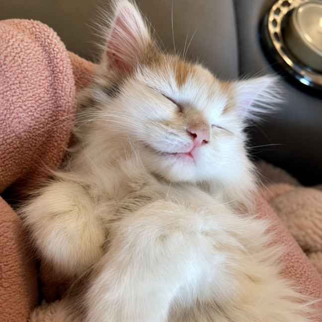 Photo of Kitty