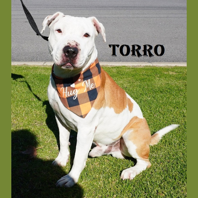 Photo of Torro