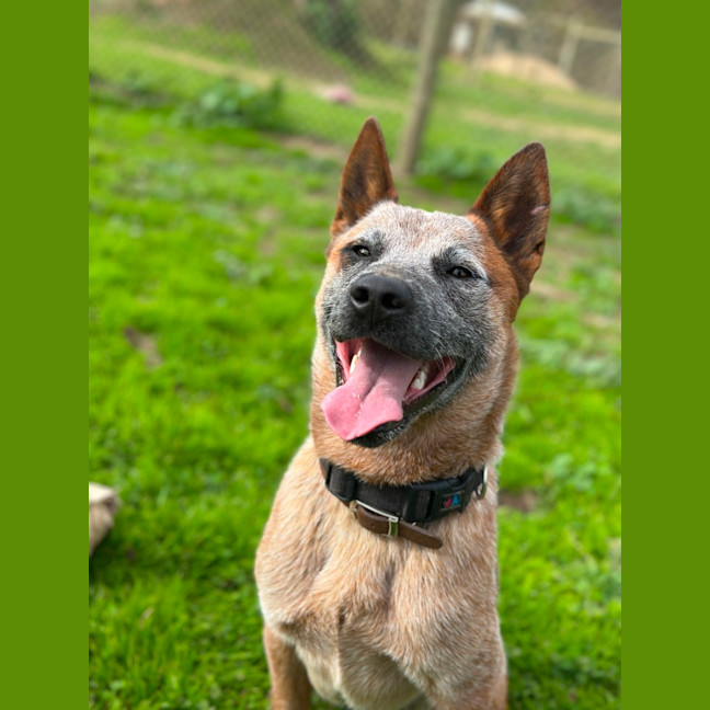 Photo of Rusty