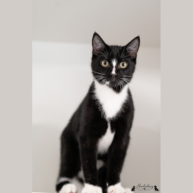 Photo of Bentley