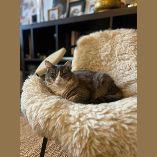 Photo of Clover * 9 Lives Project Rescue*