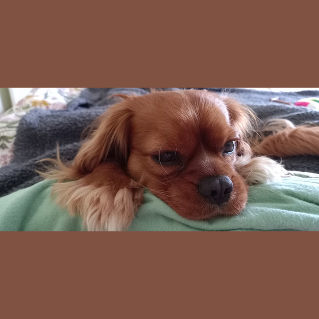 Photo of Toby (Was Alfie)