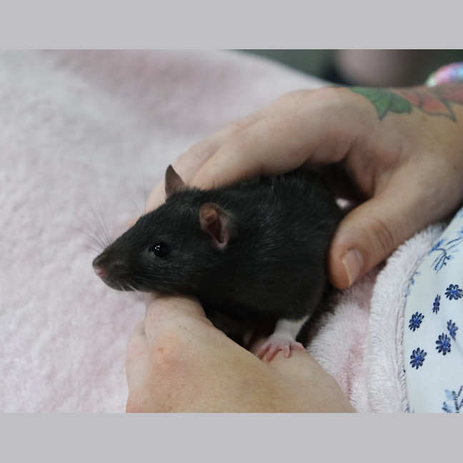 Photo of Charlee