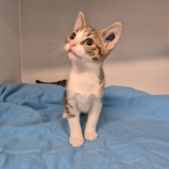 Photo of Jeeves