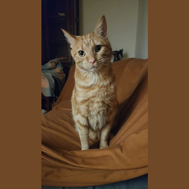 Photo of Toffee
