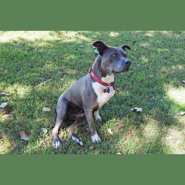 Photo of Bella