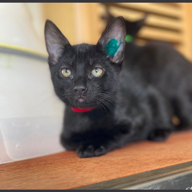 Photo of Galaxy Litter