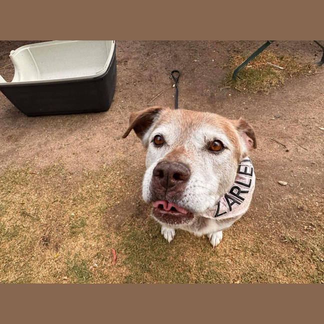 Photo of Zarleigh (66002)