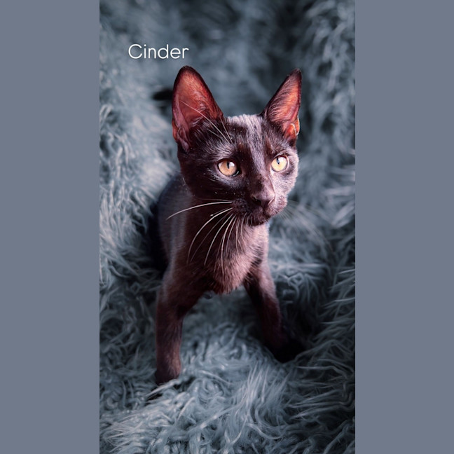 Photo of Cinder 