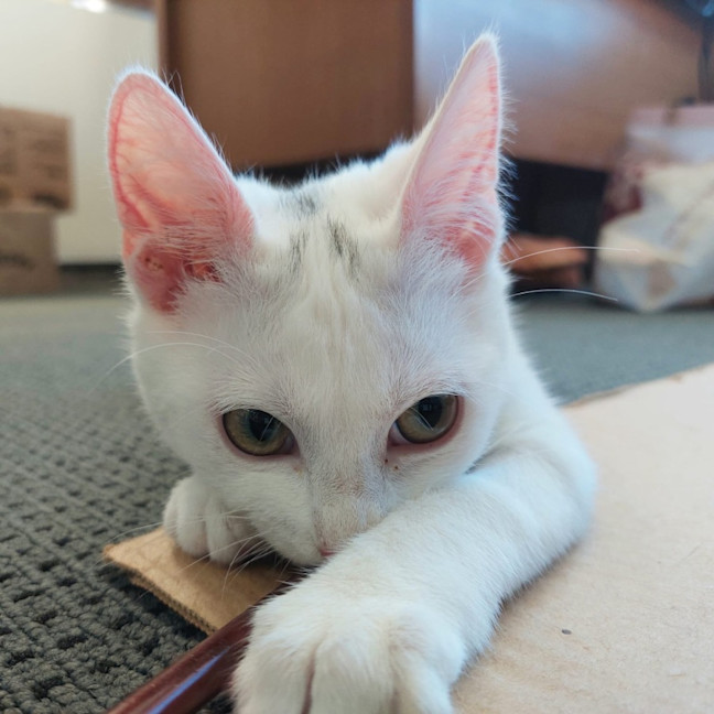 Photo of Persephone