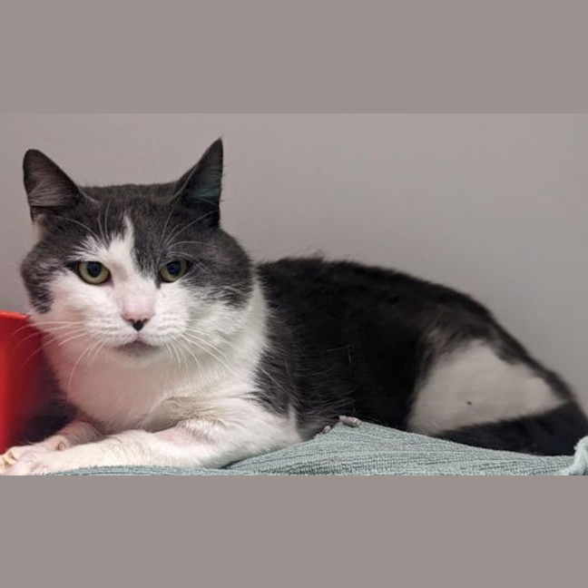Photo of Lucky