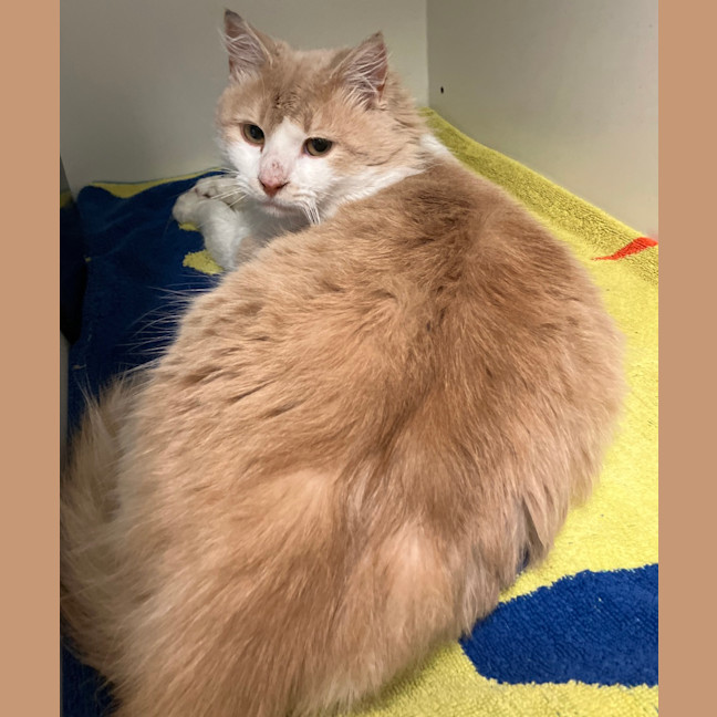 Photo of Basil