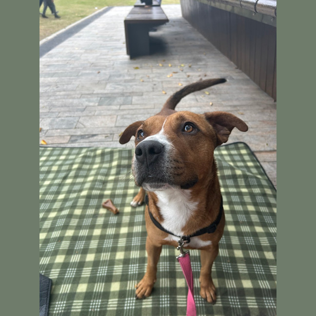 Photo of Buddy
