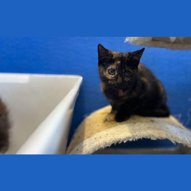 Photo of Cookie