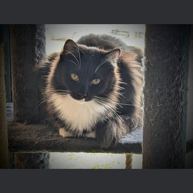 Photo of Opal *9 Lives Project Rescue*