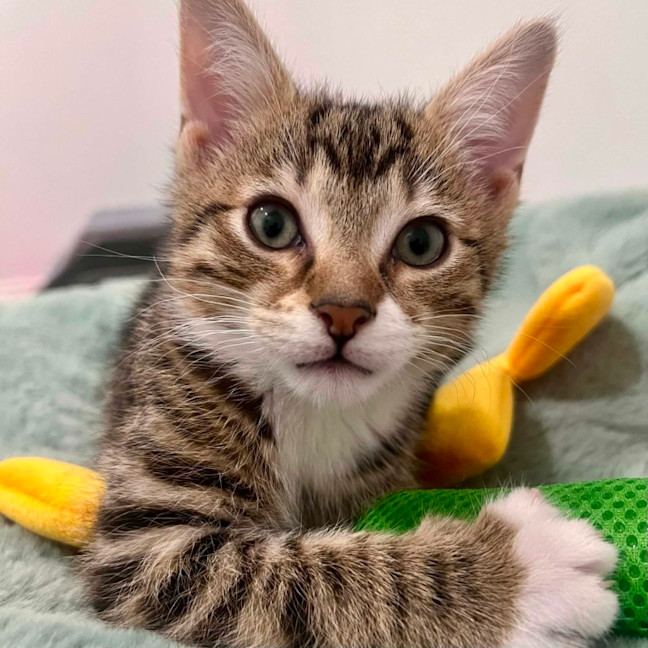 Photo of Wilbur   In Foster Care In Doreen