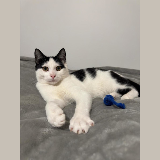 Photo of Smudge
