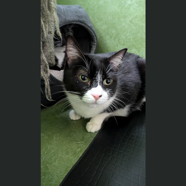 Photo of Peppy (Bonded With Ivy)