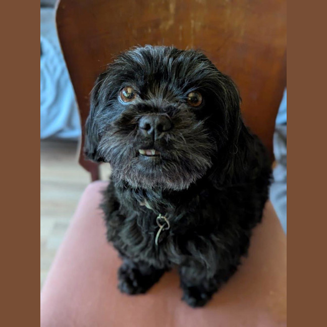 Photo of Dixie And Peppa Tamblyn