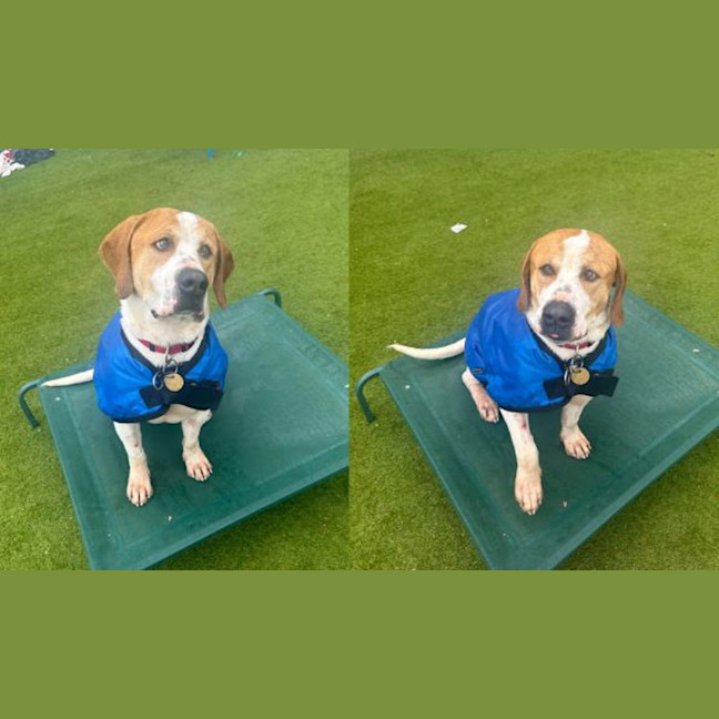Photo of Rufus