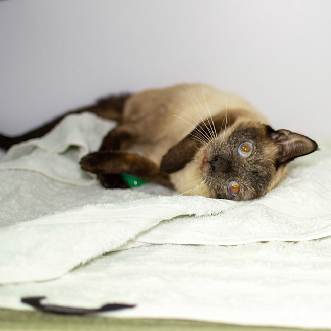 Photo of Liara
