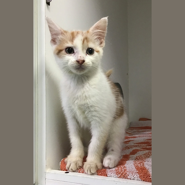 Photo of Pumpkin