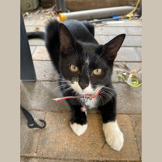 Photo of Foxy Socks Buu