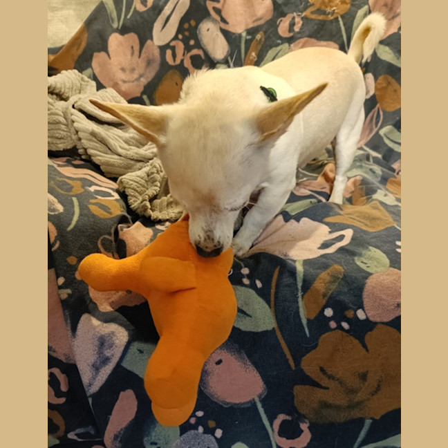 Photo of Chevy 🚗 Chihuahua X Dachshund (On Trial 13/6/25)