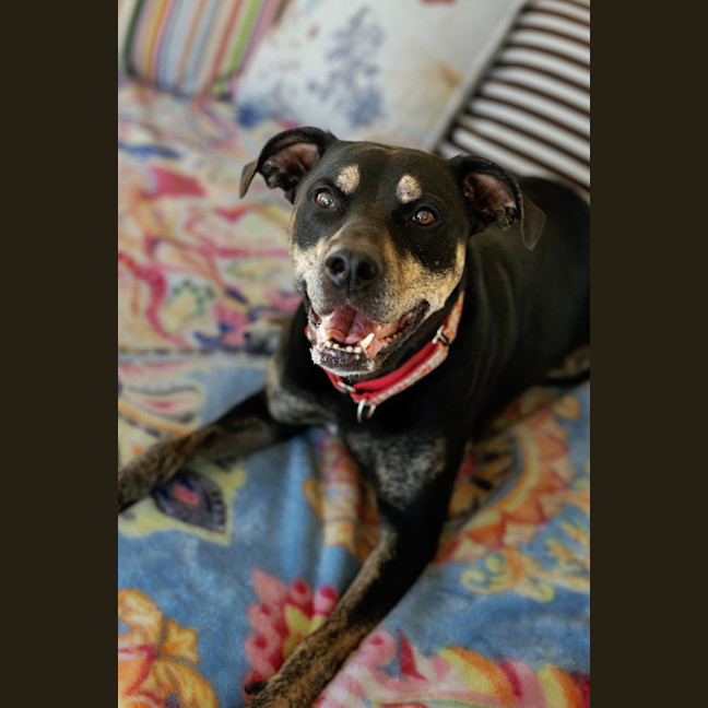 Photo of Misty 