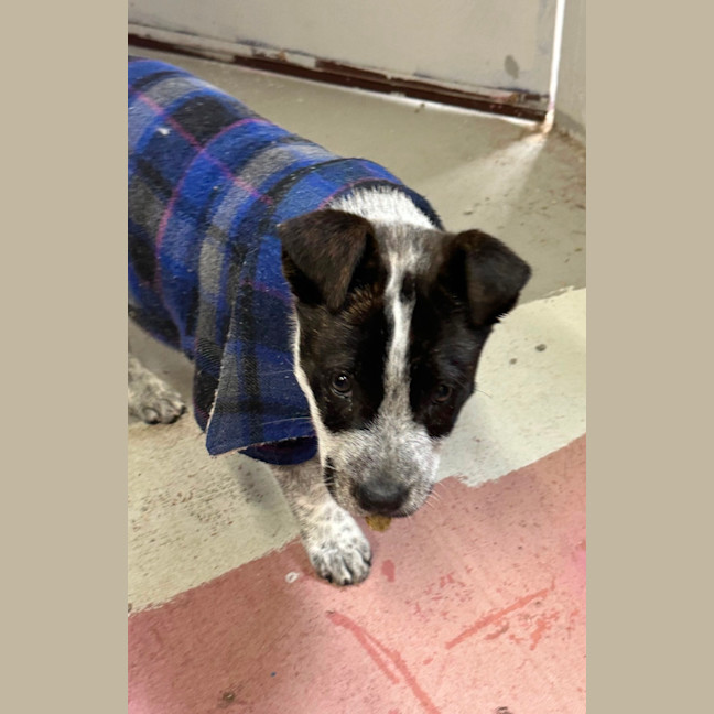 Photo of Shiela (Noo Noo)