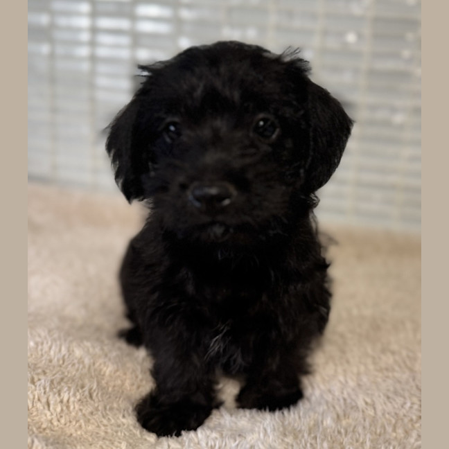 Photo of Oscar