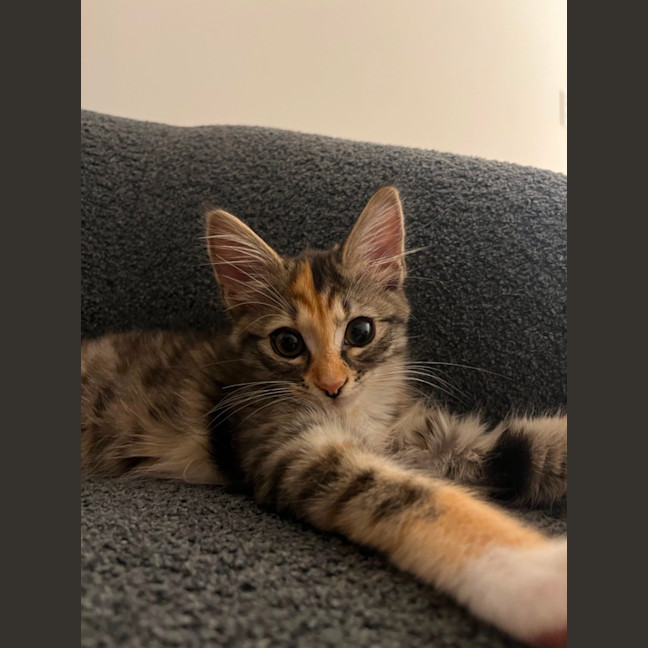 Photo of Jalapeno & Mozzarella