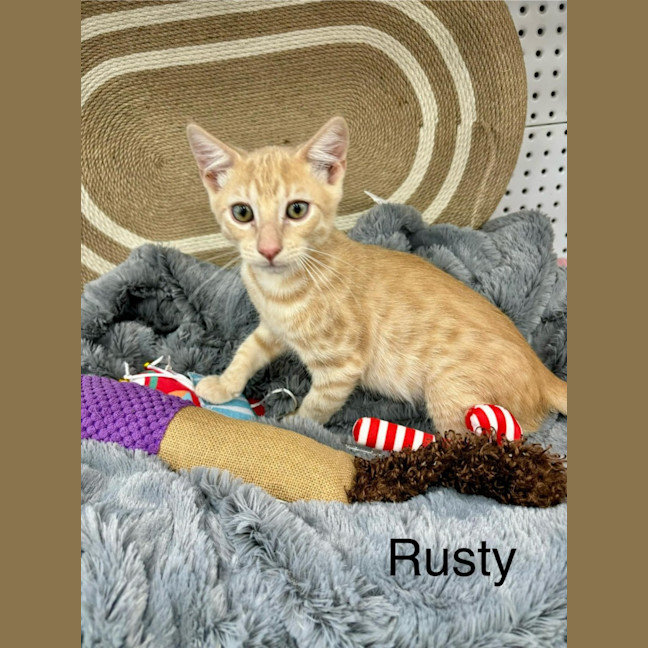 Photo of Rusty
