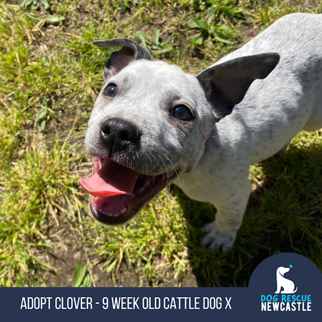 Photo of Clover   3 Month Old Cattle Dog X