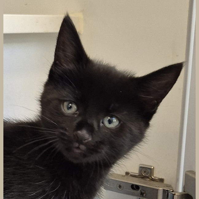 Photo of Inky