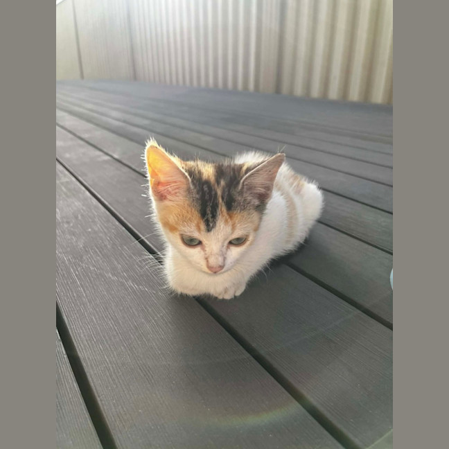 Photo of Daisy