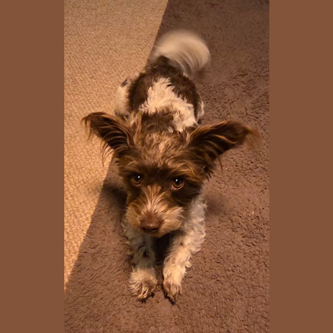 Photo of Sadie