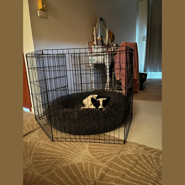 Photo of Clyde