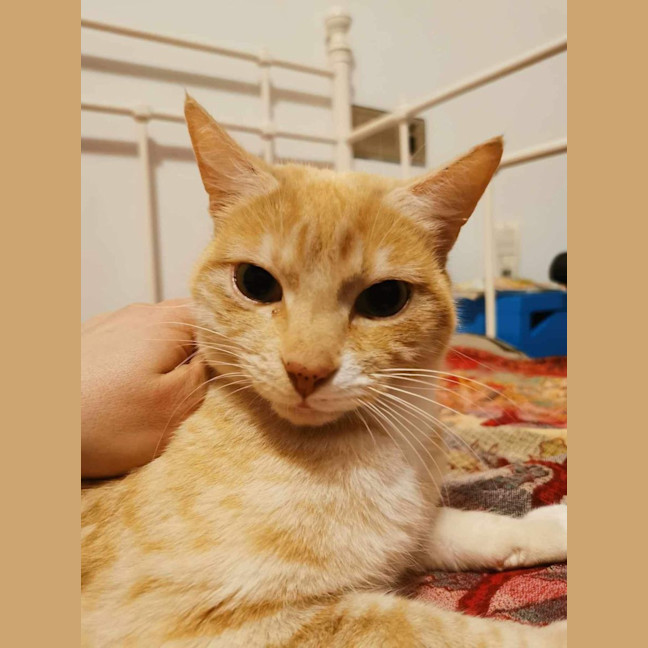 Photo of Bella Meet Me@Petstock Mornington Store Nepean Hwy