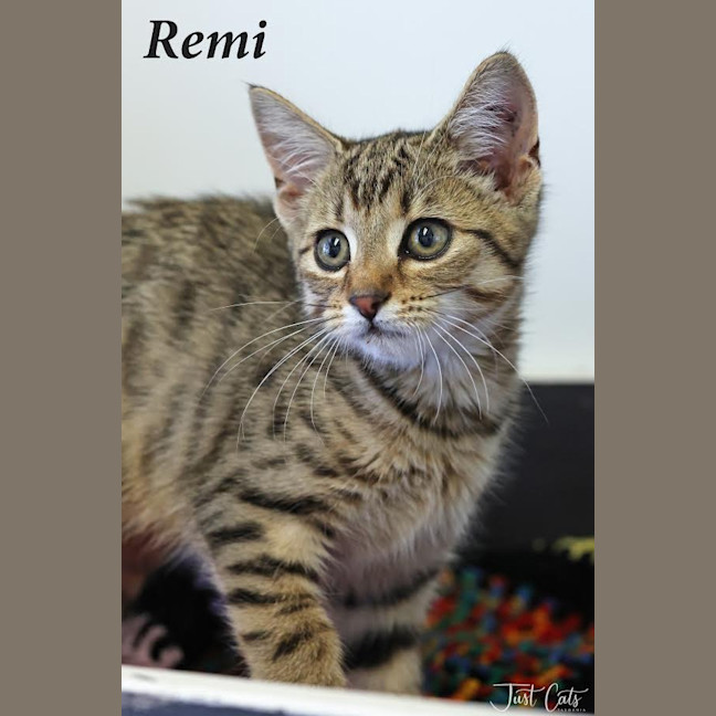 Photo of Remi
