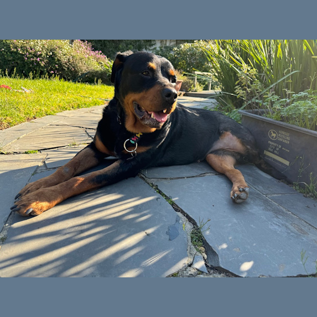 Photo of Nala 