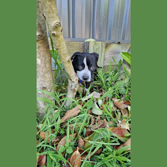 Photo of Maya   9 Week Old Cattle Dog X