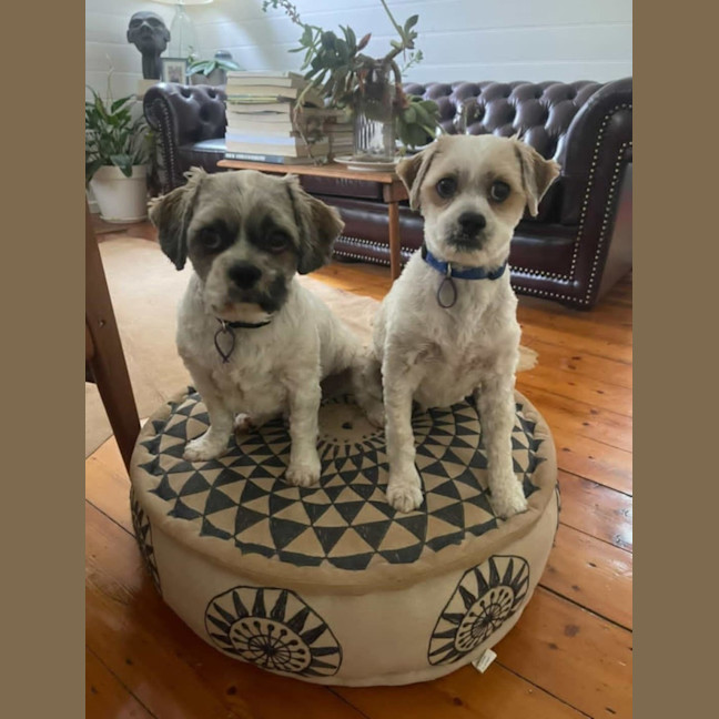 Finn and Sammy - Small Male Maltese Mix Dog in VIC - PetRescue