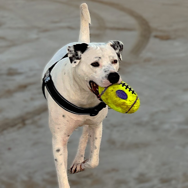 Photo of Kash