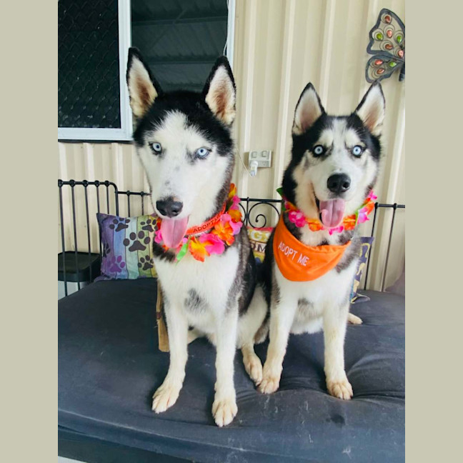 Photo of Benji And Dusty 