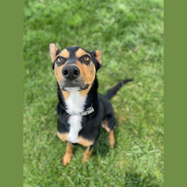 Photo of Archie