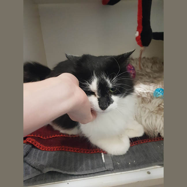 Photo of Callie