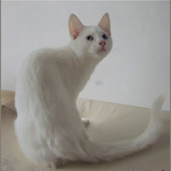 Photo of Jack Frost